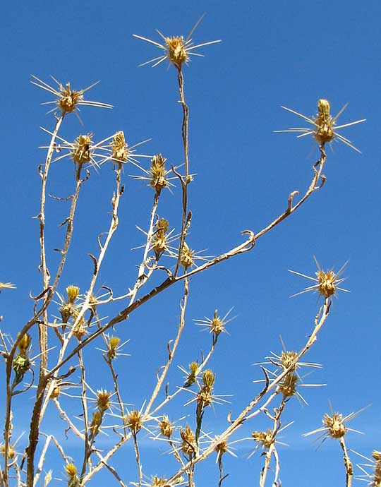 Yellow Starthistle, CENTAUREA SOLSTITIALIS