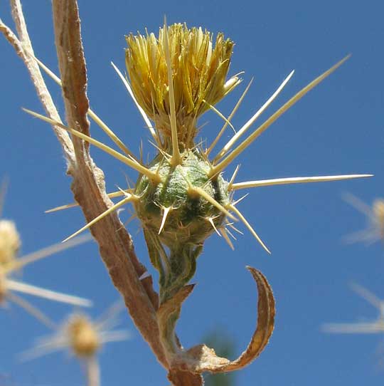 flower head of Yellow Starthistle, CENTAUREA SOLSTITIALIS