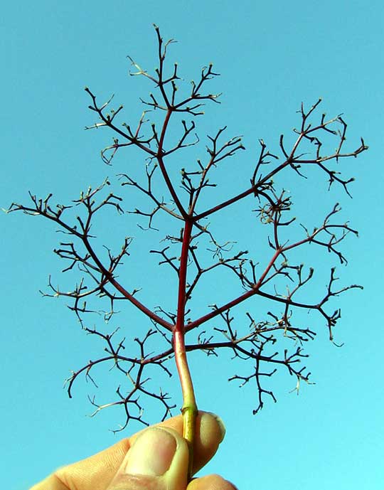Elderberry inflorescence stems