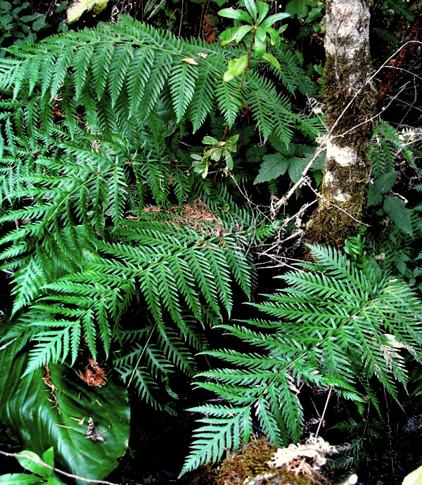 Giant Chain Fern, WOODWARDIA FIMBRIATA