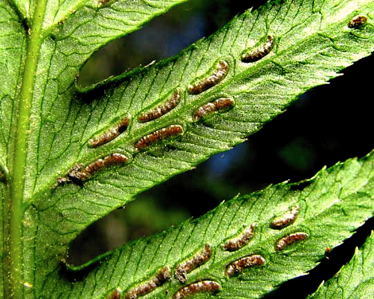 sori of Giant Chain Fern, WOODWARDIA FIMBRIATA