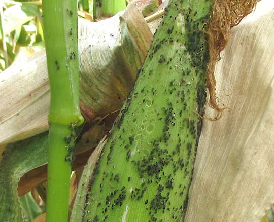 aphids on corn