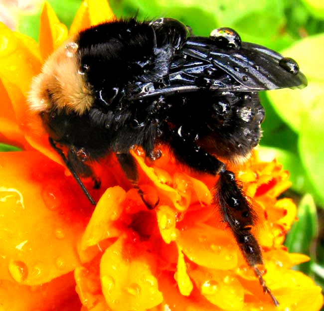 A COLD, SODDEN BUMBLEBEE