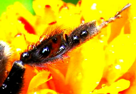 BUMBLEBEE CORBICULA, OR POLLEN BASKET