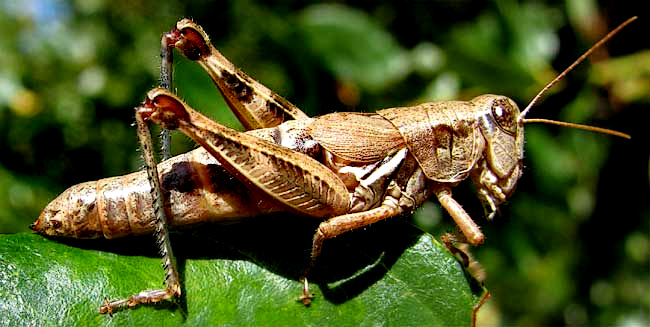 GRASSHOPPER NYMPH