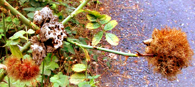 Mossy Rose Gall caused by DIPLOLEPIS ROSEA