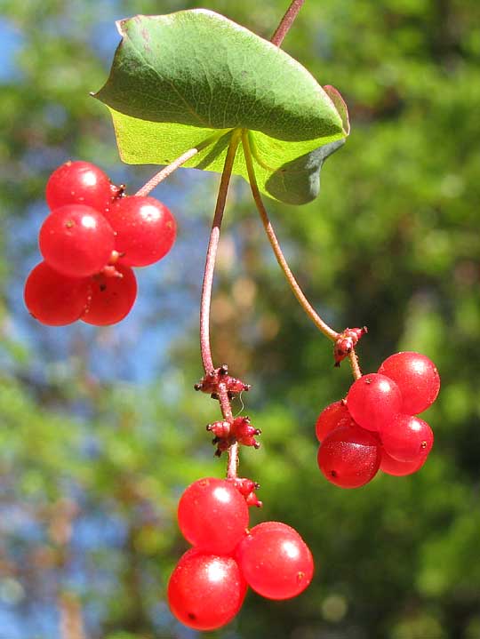 Pink Honeysuckle, LONICERA HISPIDULA var. VACILLANS, fruits