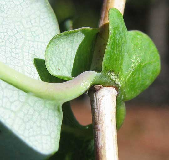 Pink Honeysuckle, LONICERA HISPIDULA var. VACILLANS, stipules