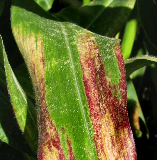 nutrient deficiencies in corn