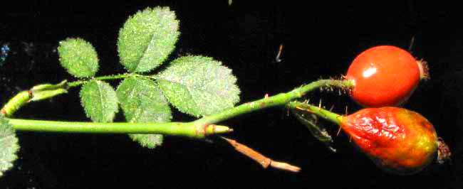 hips of Sweetbriar or Eglantine Rose, ROSA EGLANTERIA