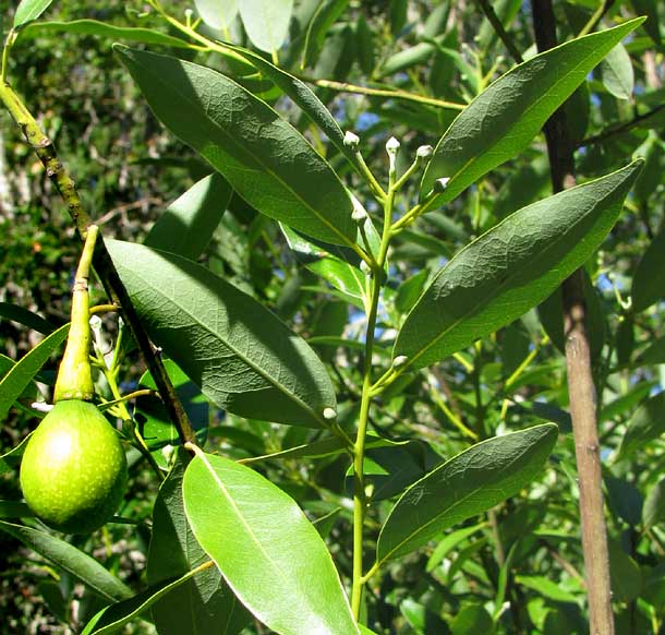 California-laurel, or Oregon-myrtle, UMBELLULARIA CALIFORNICA, fruit and flower buds