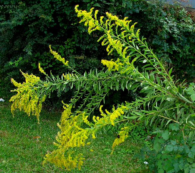 Tall Goldenrod, SOLIDAGO ALTISSIMA