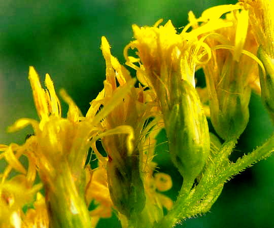 flowers of Tall Goldenrod, SOLIDAGO ALTISSIMA