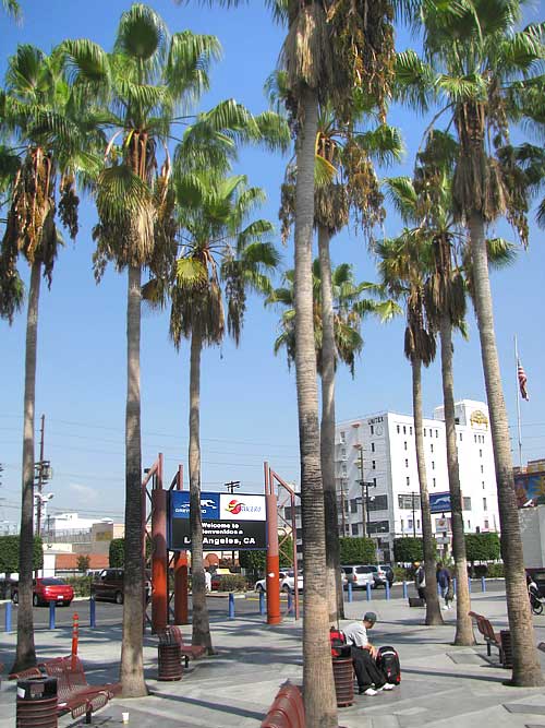 Washingtonia fan palms