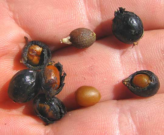 Washingtonia Fan Palms, fruits