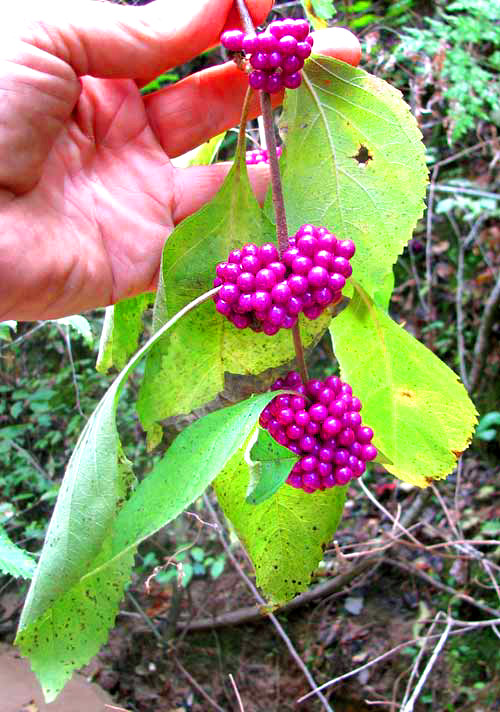 American Beautyberry, CALLICARPA AMERICANA, fruits