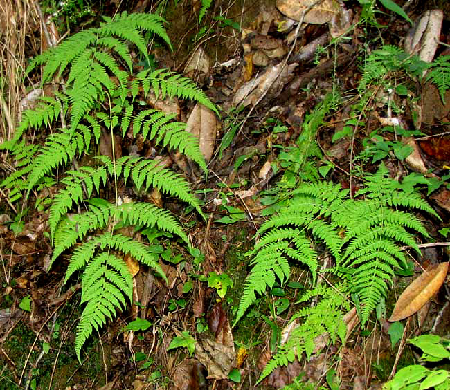 Torres's Fern, or Mariana Maiden Fern, MACROTHELYPTERIS TORRESIANA