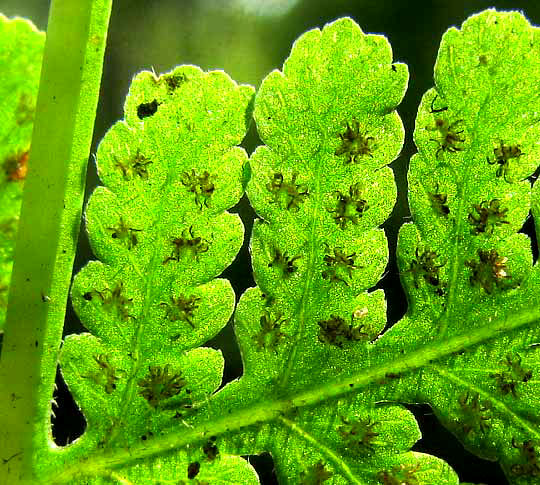 sori of Torres's Fern, or Mariana Maiden Fern, MACROTHELYPTERIS TORRESIANA