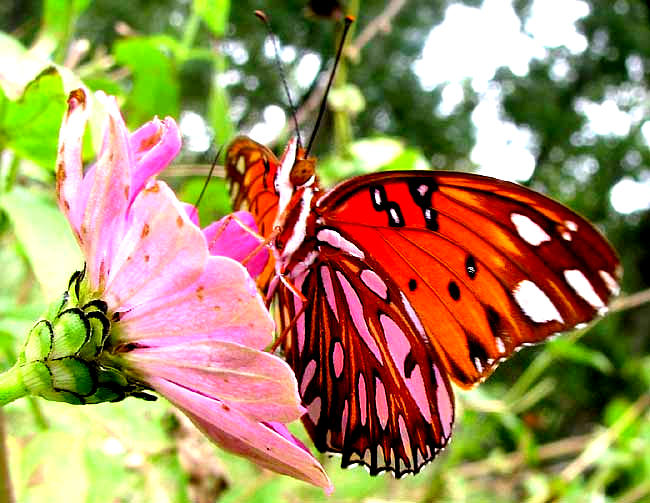 Gulf Fritillary, AGRAULIS VANILLAE