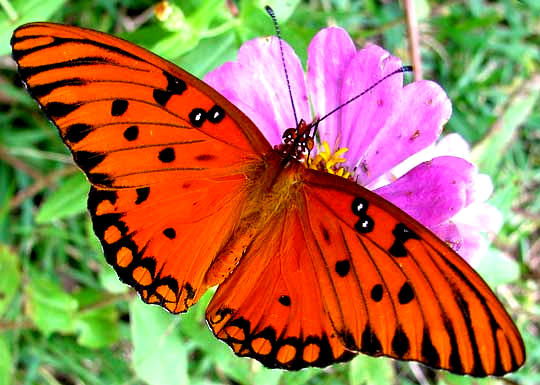 Gulf Fritillary, AGRAULIS VANILLAE, top view