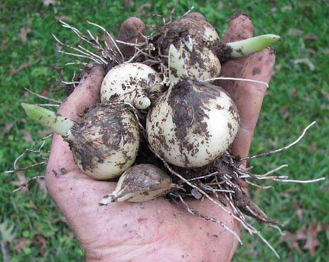 bulbs of Elephant Garlic, ALLIUM AMPELOPRASUM