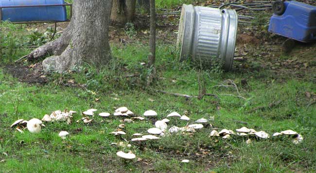 Green-gilled Lepiota or Green-spored Parasol Mushroom, CHLOROPHYLLUM MOLYBDITES