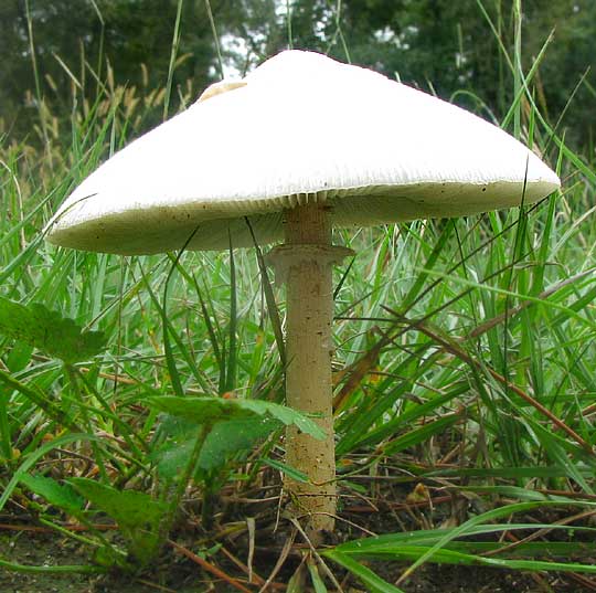 Green-gilled Lepiota or Green-spored Parasol Mushroom, CHLOROPHYLLUM MOLYBDITES