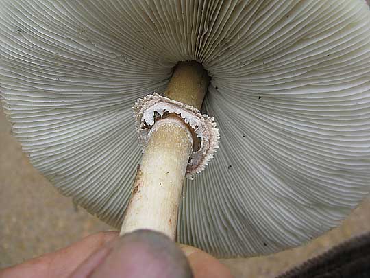 ring on stem of Green-gilled Lepiota or Green-spored Parasol Mushroom, CHLOROPHYLLUM MOLYBDITES