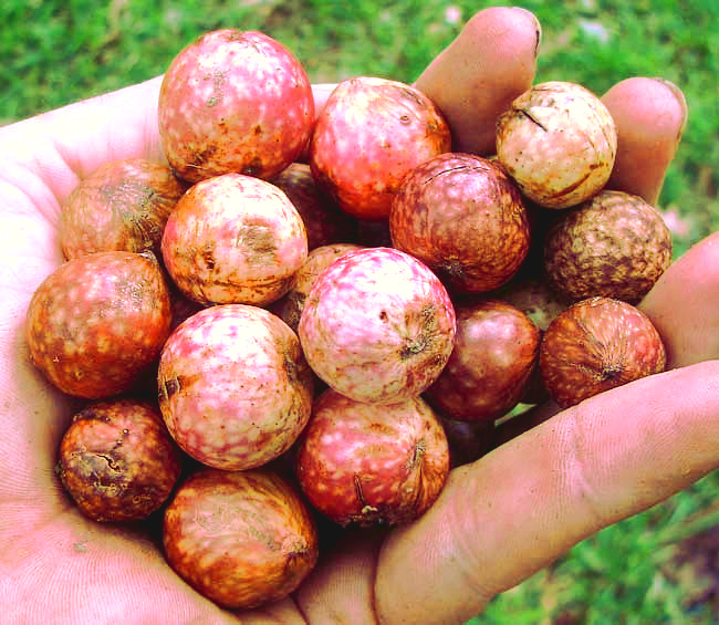 Acorn Plum Galls, caused by the gall wasp Amphibolips quercusjuglans