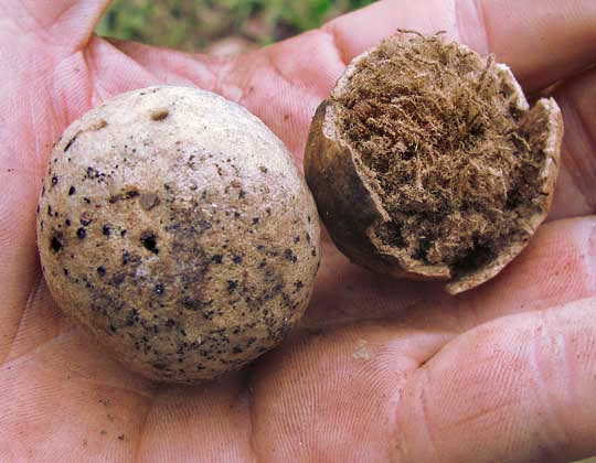 Oak Apple Galls formed by the gall-wasp AMPHIBOLIPS CONFLUENTA