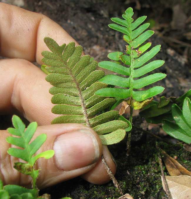 Resurrection Fern, PLEOPELTIS POLPODIOIDES