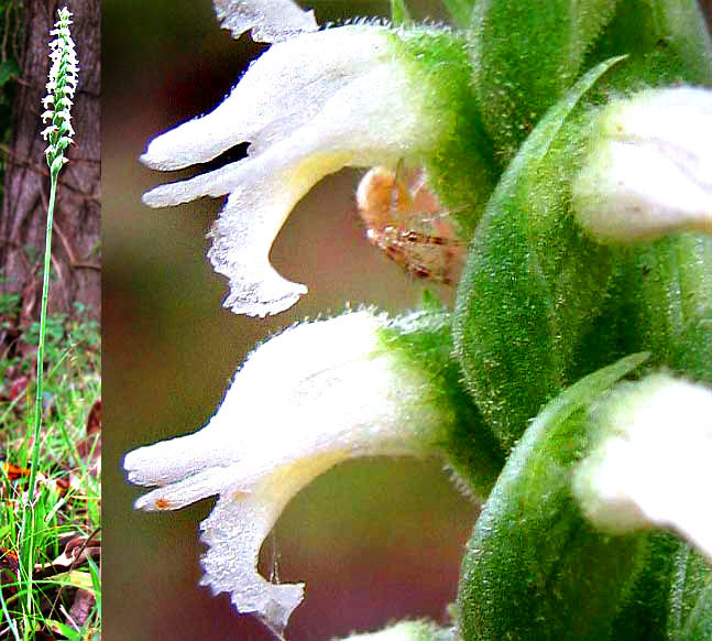 Nodding Lady's Tresses, SPIRANTHES CERNUA