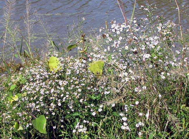 Frost Aster, SYMPHYOTRICHUM PILOSUM