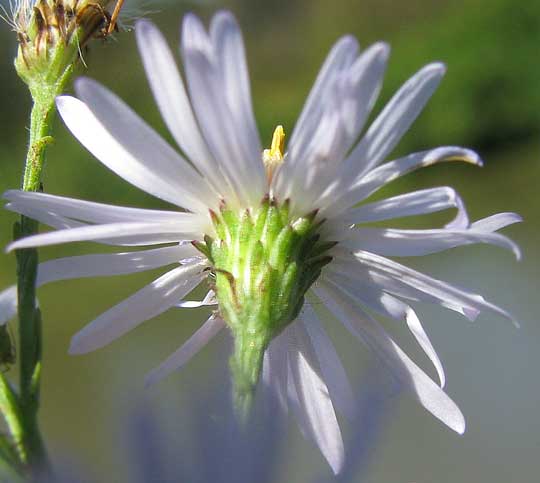 involucral bracts of Frost Aster, Symphyotrichum pilosum