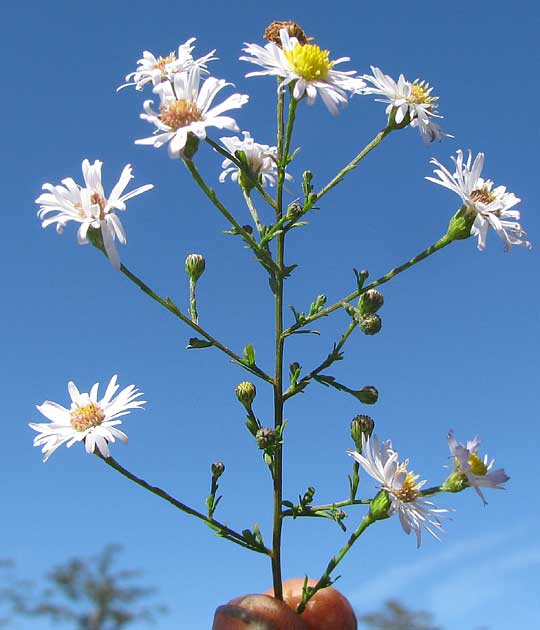 Frost Aster, SYMPHYOTRICHUM PILOSUM