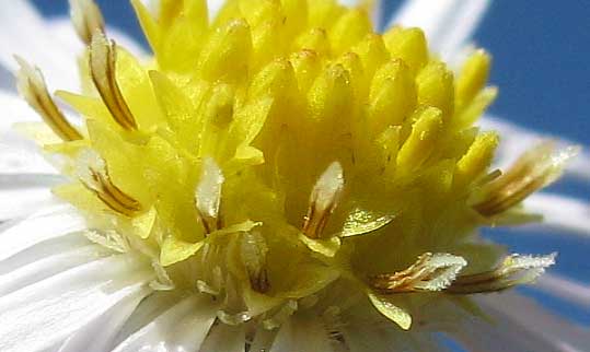 Frost Aster, SYMPHYOTRICHUM PILOSUM