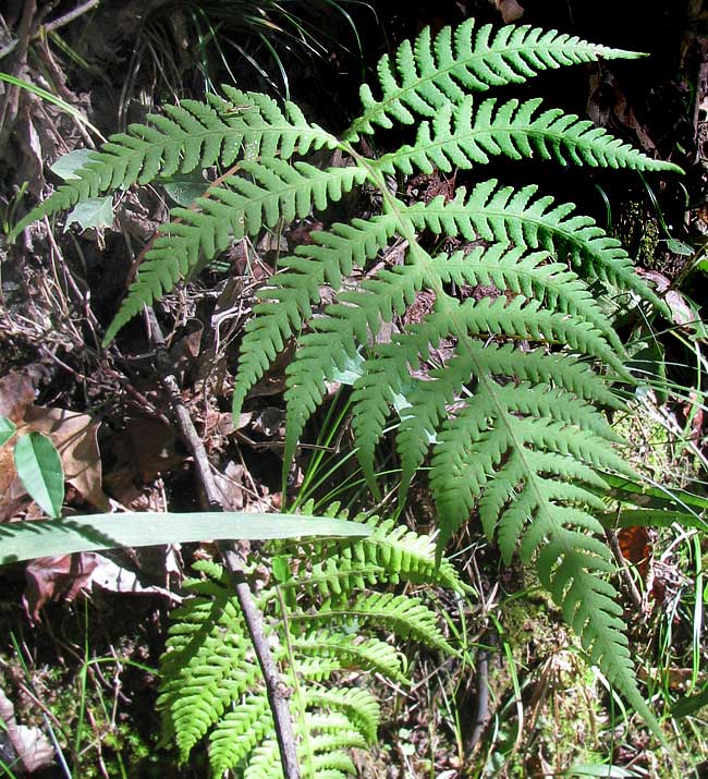 Broad Beech Fern, PHEGOPTERIS HEXAGONOPTERA