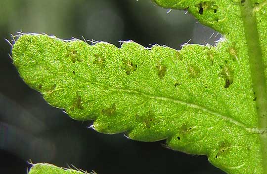 Broad Beech Fern, PHEGOPTERIS HEXAGONOPTERA, sori