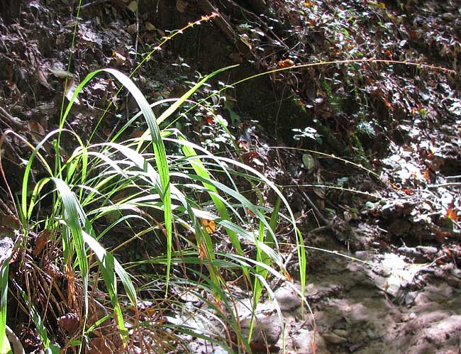 Longleaf Woodoats, CHASMANTHIUM SESSILIFLORUM