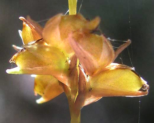 Longleaf Woodoats, CHASMANTHIUM SESSILIFLORUM, flowers