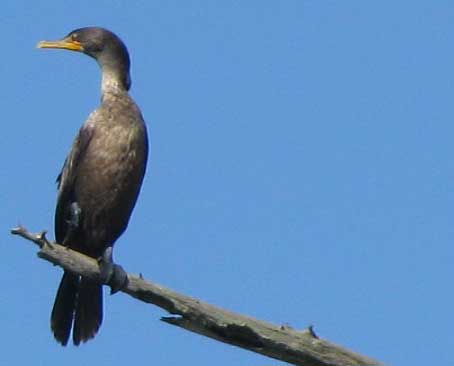 Double-crested Cormorant, PHALACROCORAX AURITUS