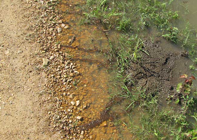 flooded nest of Red Imported Fire Ants, SOLENOPSIS INVICTA