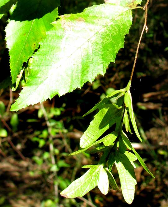 Hornbeam, Ironwood or Blue Beech: CARPINUS CAROLINIANA