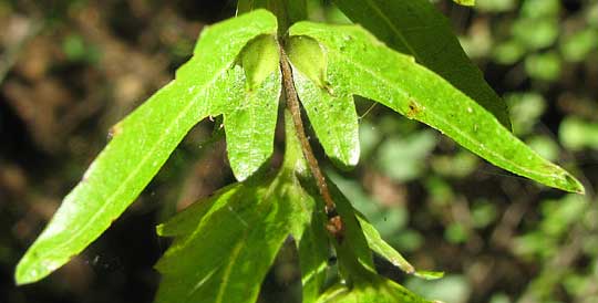 fruits of Hornbeam, Ironwood or Blue Beech: CARPINUS CAROLINIANA