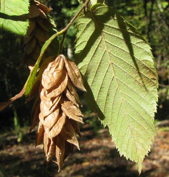 Hophornbeam, OSTRYA VIRGINIANA, leaves and fruits