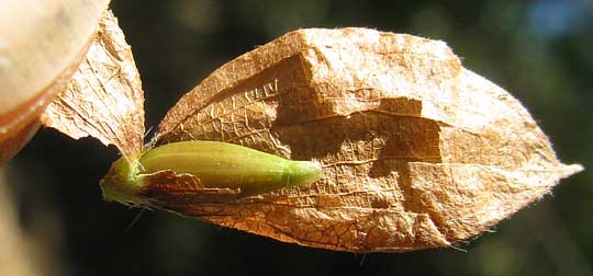 Hophornbeam, OSTRYA VIRGINIANA, fruit inside bladder