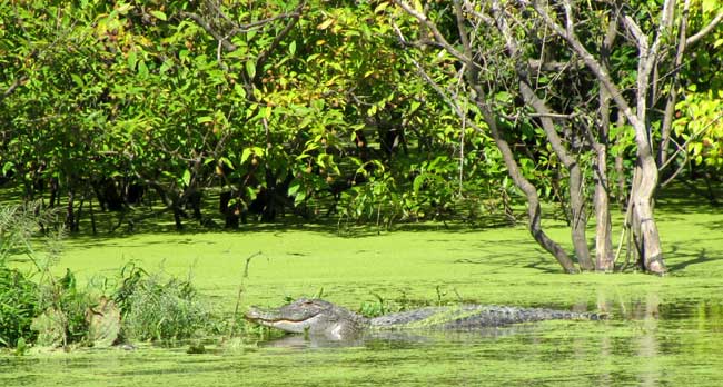 Duckweed in swamp, with alligator