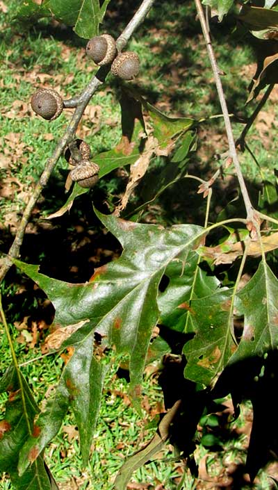 Black Oak, QUERCUS VELUTINA, leaves and acorns