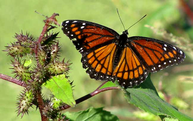 Viceroy, LIMENITIS ARCHIPPUS