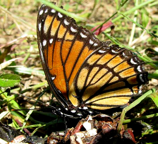 Viceroy, LIMENITIS ARCHIPPUS